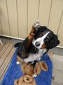 愛犬「Buggy」